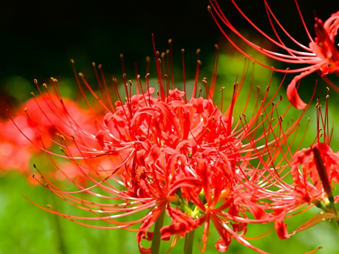 9月午後1時 彼岸中日
