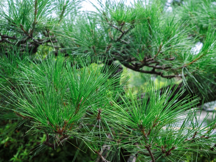 11月23日午後12時半 御会式